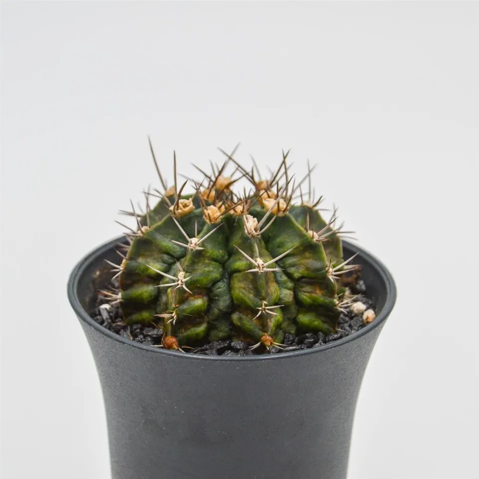 pasiora-gymnocalycium-mihanovichii-t-rex-sukkulente-8-cm image 1