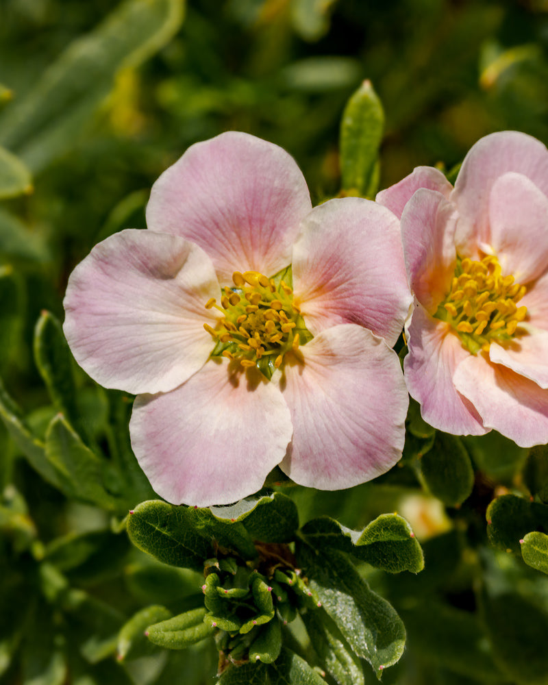 feey-rosa-fingerstrauch-potentilla-fruticosa-pretty-polly image 4