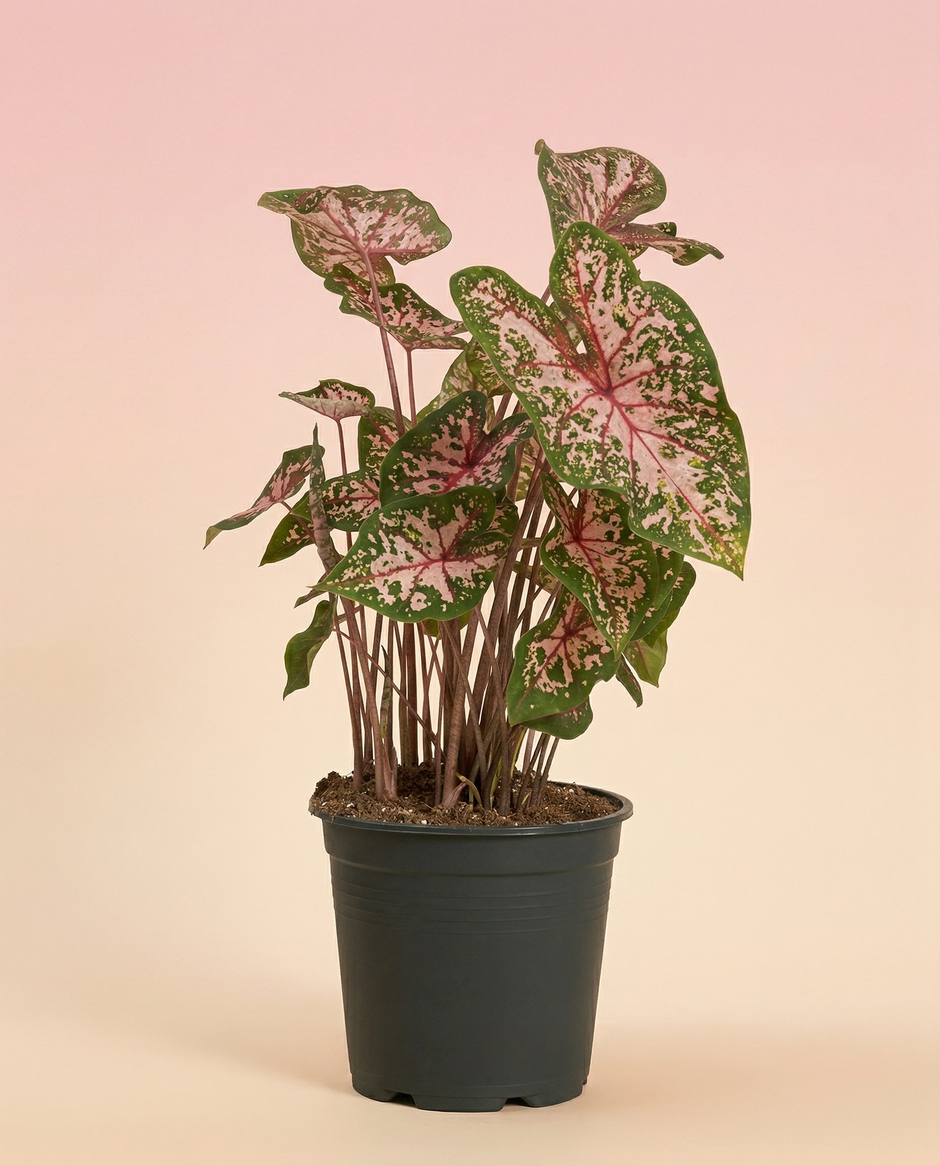 feey-caladium-carolyn-whorton-zimmerpflanze-mit-rosa-gr-nen-bl-ttern image 3