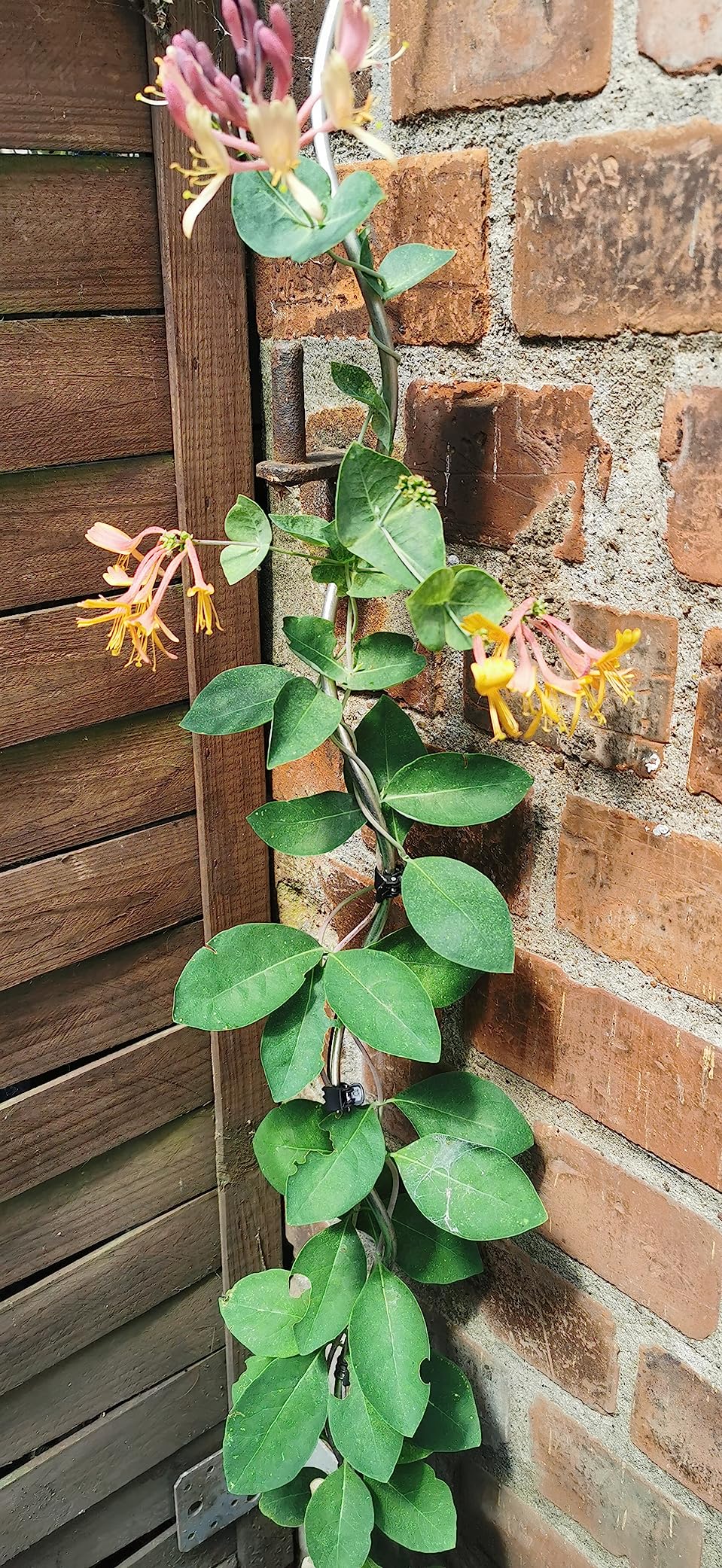 Perfekt für die Pergola