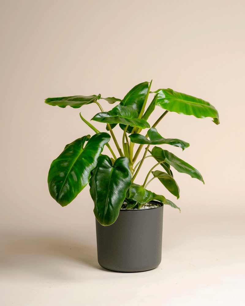 feey-philodendron-burle-marx-zimmerpflanze-dunkelgr-n image 6