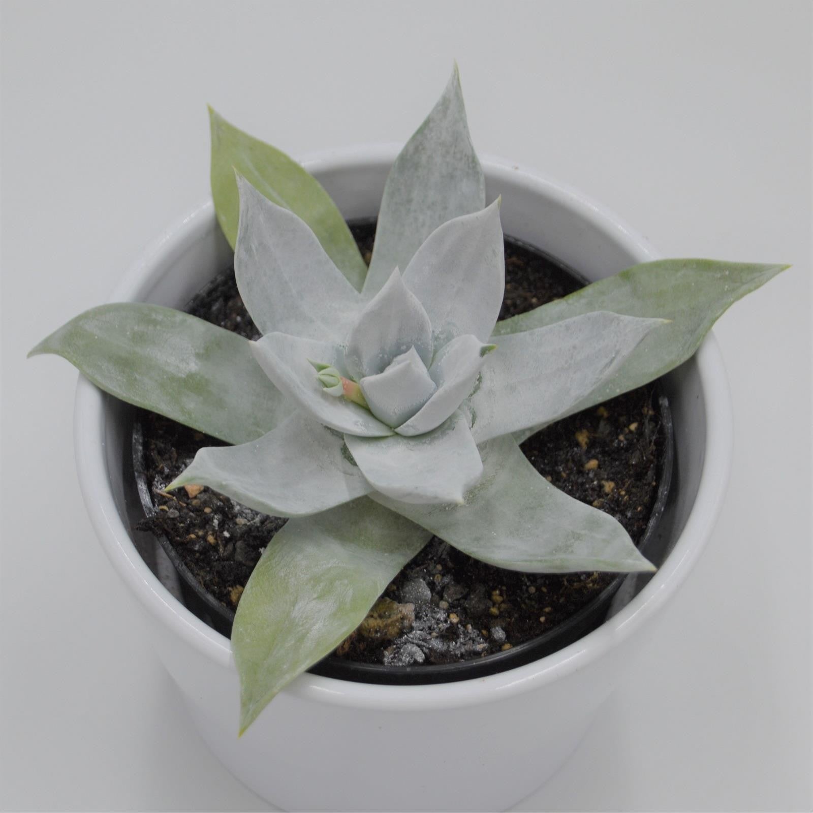 pasiora-dudleya-brittonii-sukkulente-9cm-topf image 1