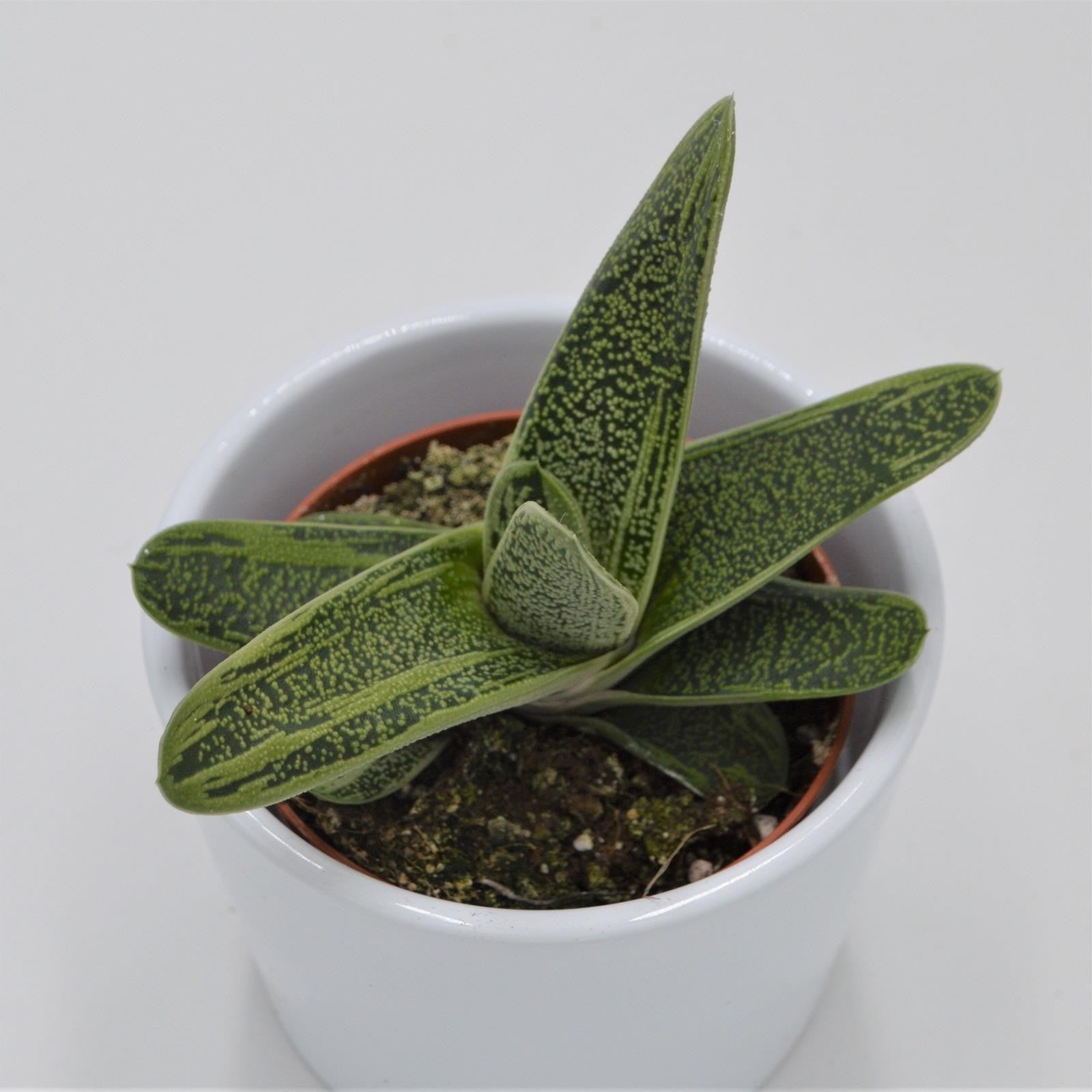 pasiora-gasteria-dragon-skin-sukkulente-8-5-cm-topf image 1