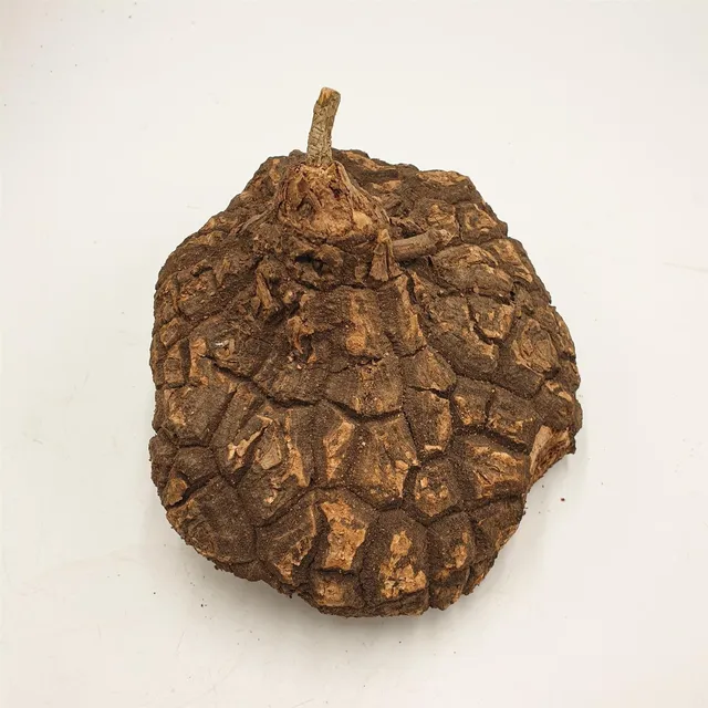 pasiora-dioscorea-mexicana-caudex-knolle-16-18cm image 1