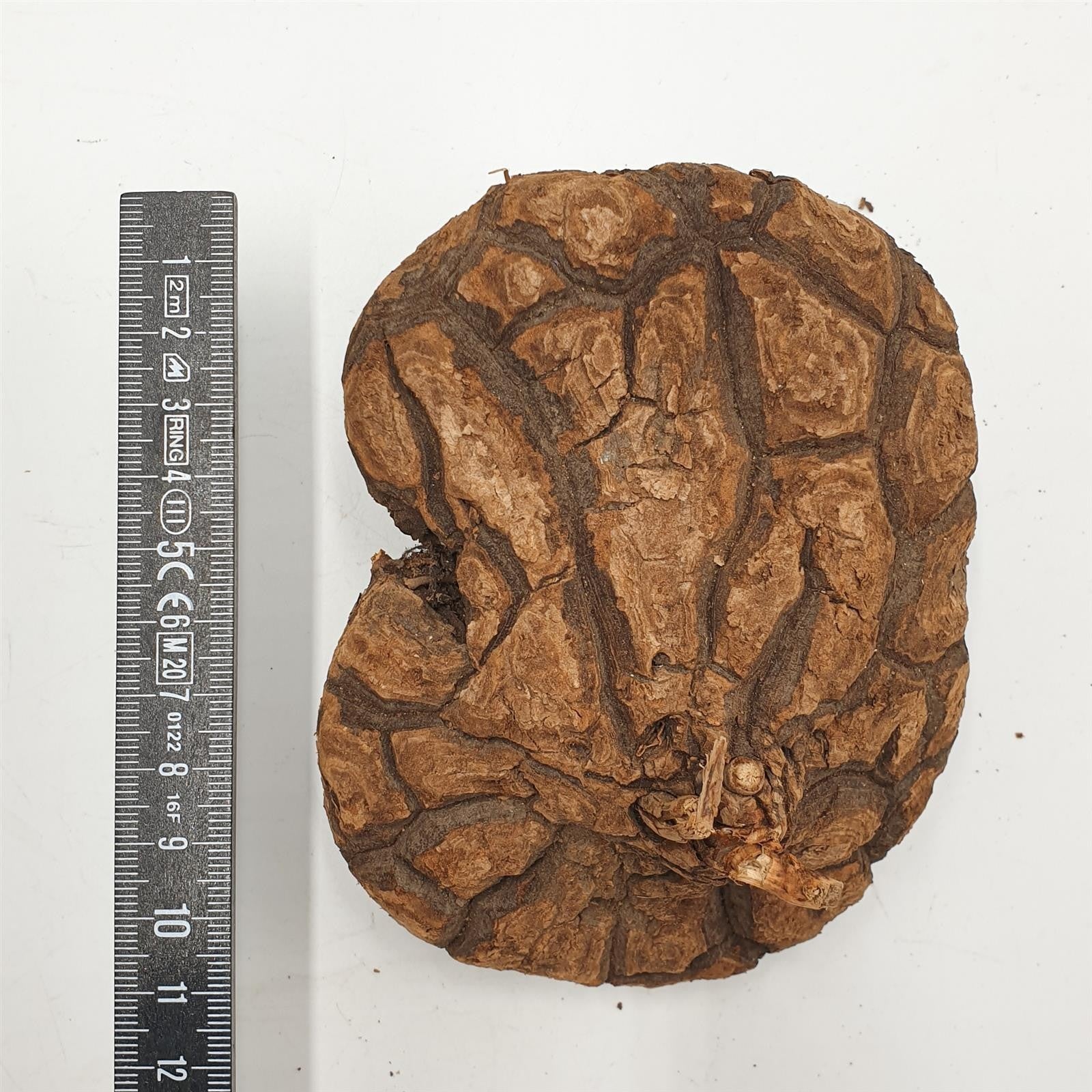 pasiora-dioscorea-mexicana-caudex-13-15-cm image 2