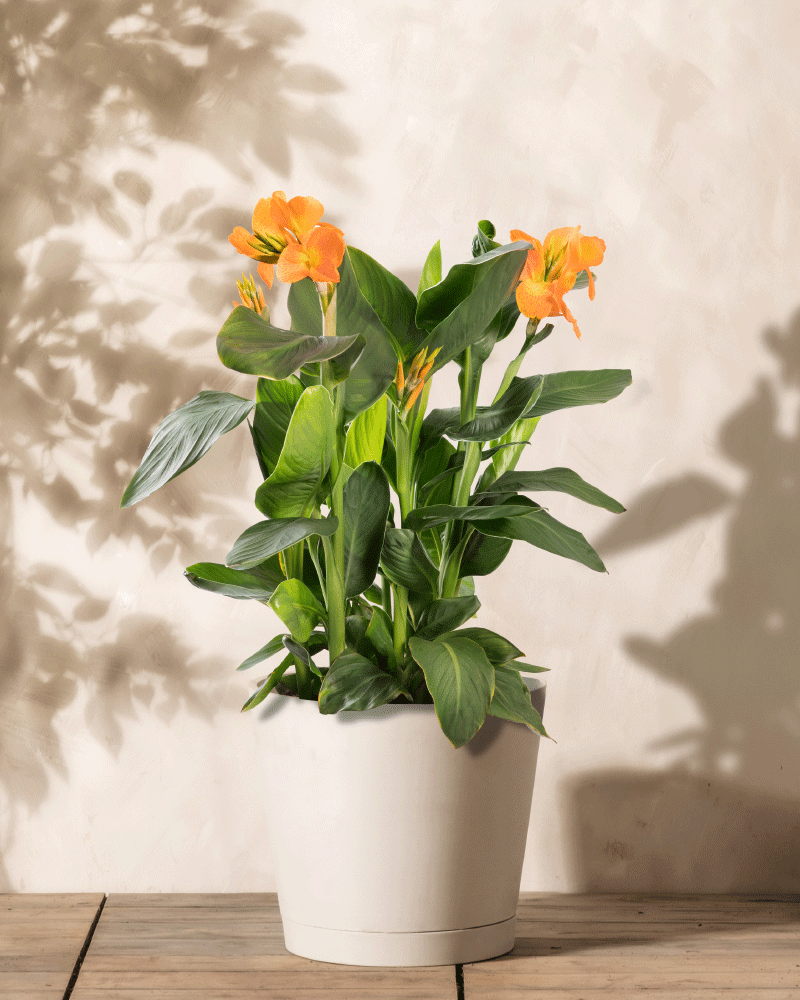 feey-canna-rosa-knollenpflanze-bis-1-m image 1