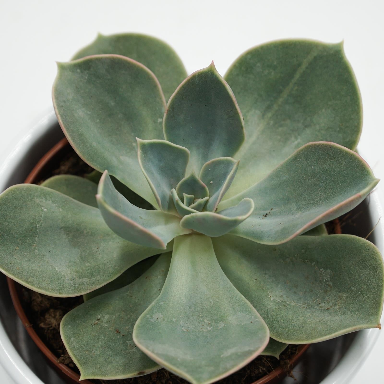 pasiora-echeveria-green-pearl-echeverie-9cm image 2