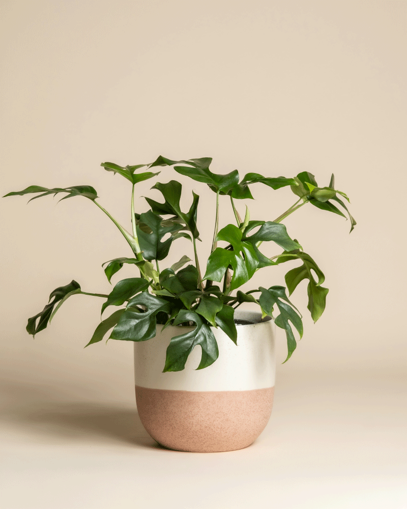 feey-monstera-minima-rhaphidophora-tetrasperma-zimmerpflanze image 5