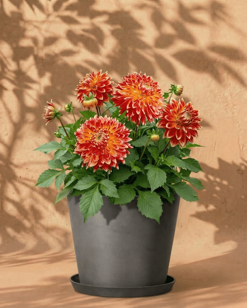 feey-dahlien-orange-rot-knollen-dahlia-akita image 7