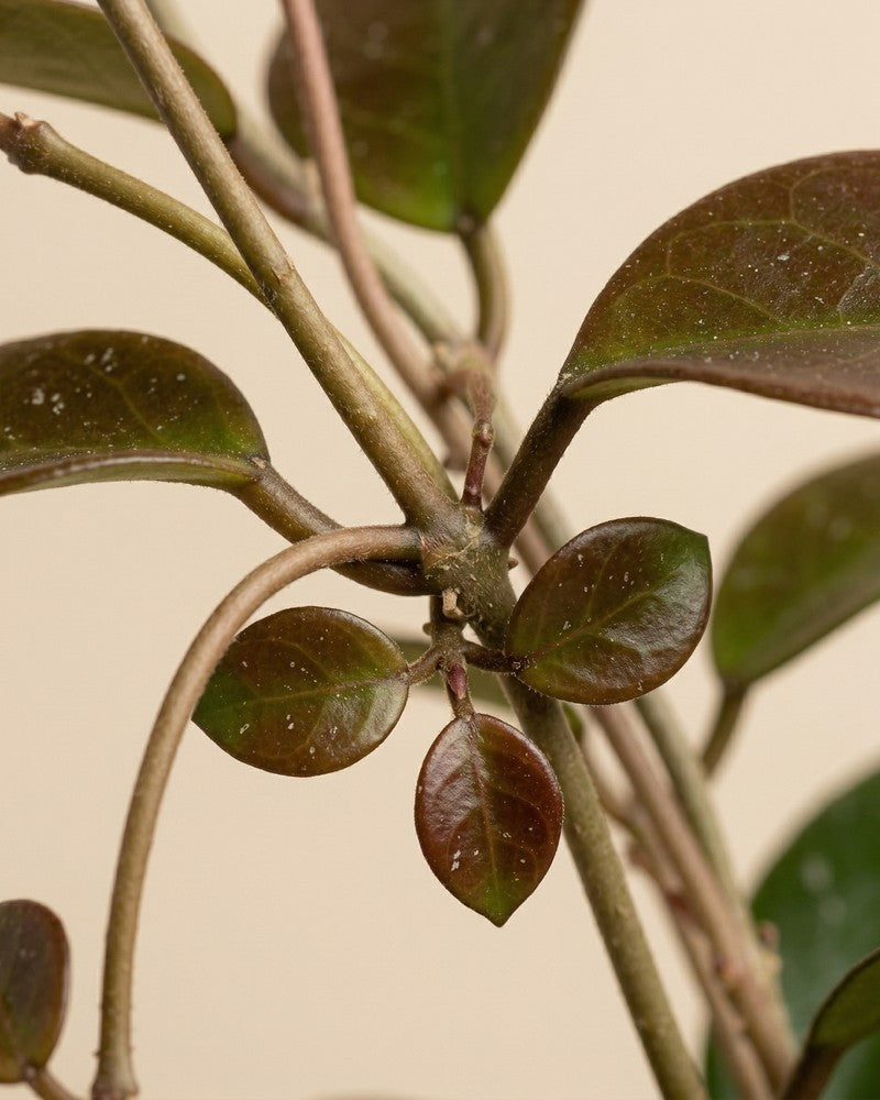 feey-hoya-australis-porzellanblume-zimmerpflanze-klein-schweiz image 4