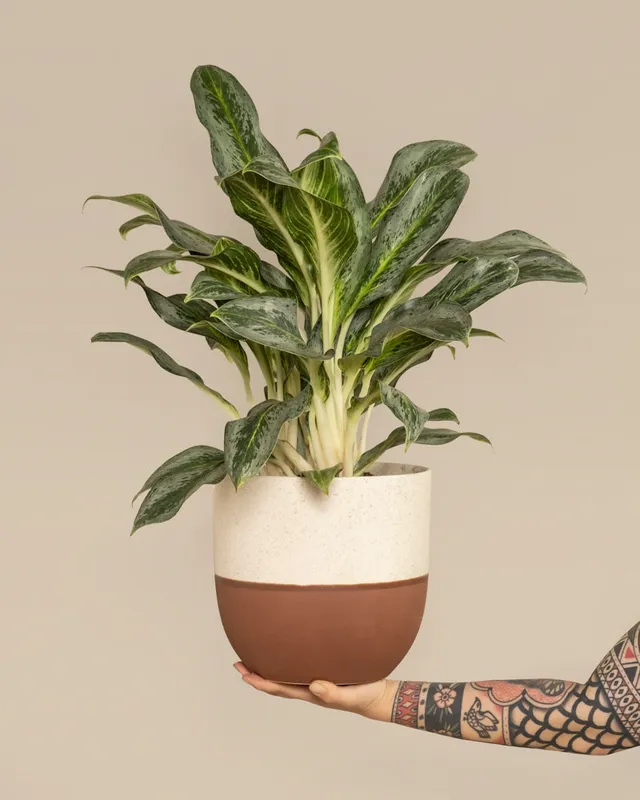 feey-aglaonema-emerald-stone-zimmerpflanze-mittel image 1