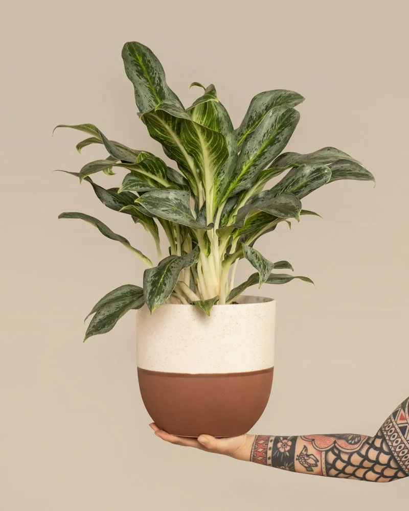 feey-aglaonema-emerald-stone-zimmerpflanze-mittel image 1