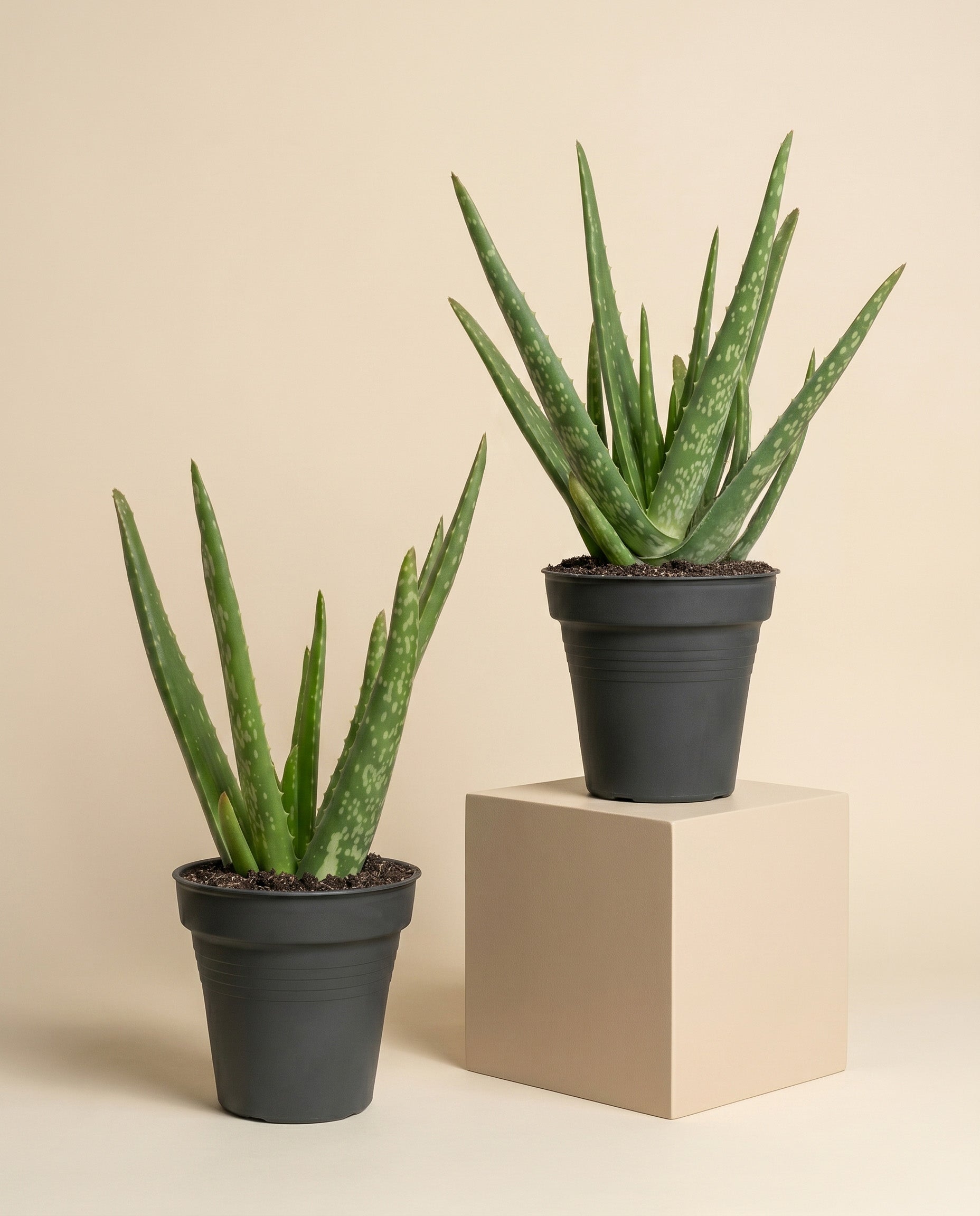 feey-echte-aloe-vera-duo-2-pflanzen-pflegeleichte-sukkulente image 3
