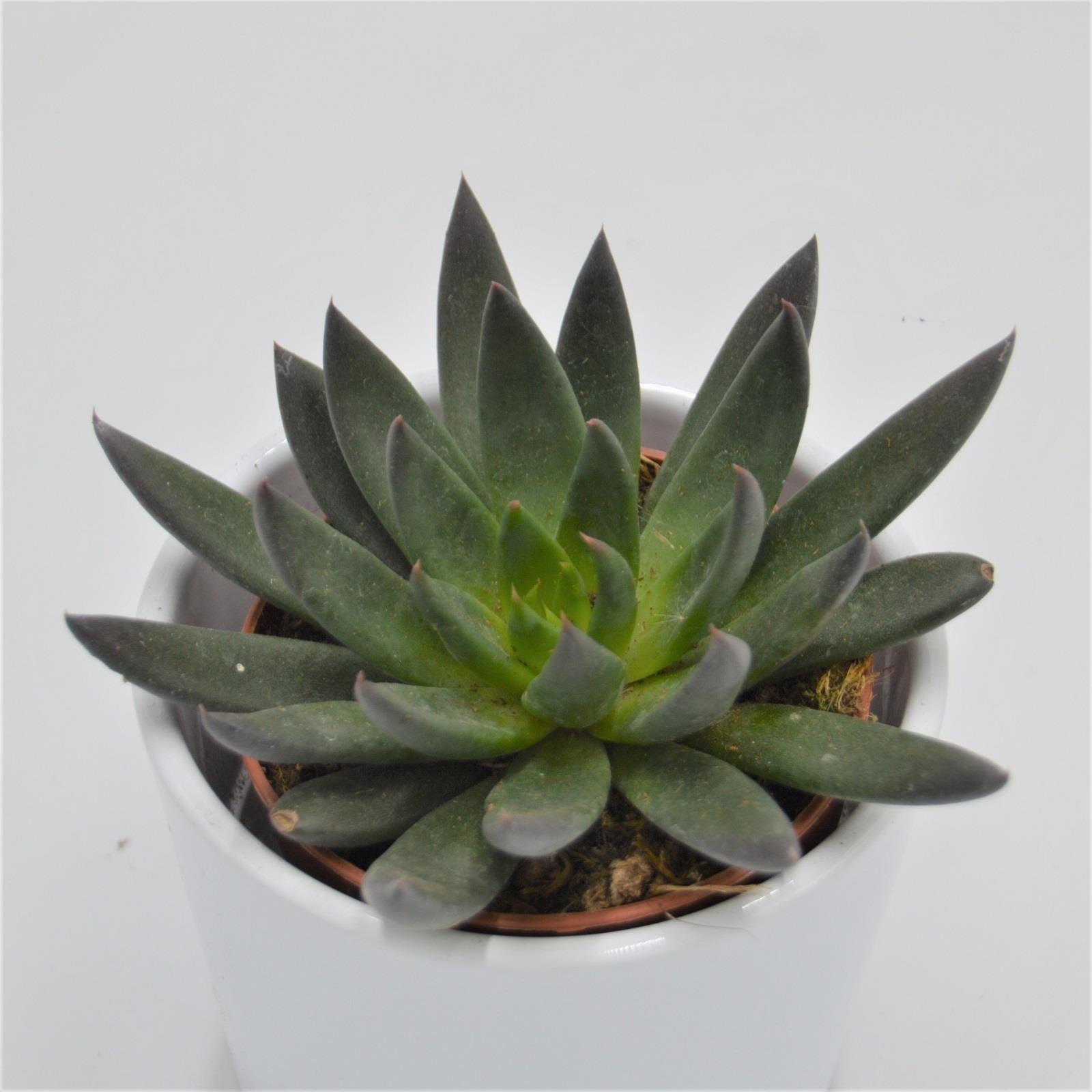 pasiora-echeveria-affinis-schwarze-echeverie-8-5-cm-topf image 1