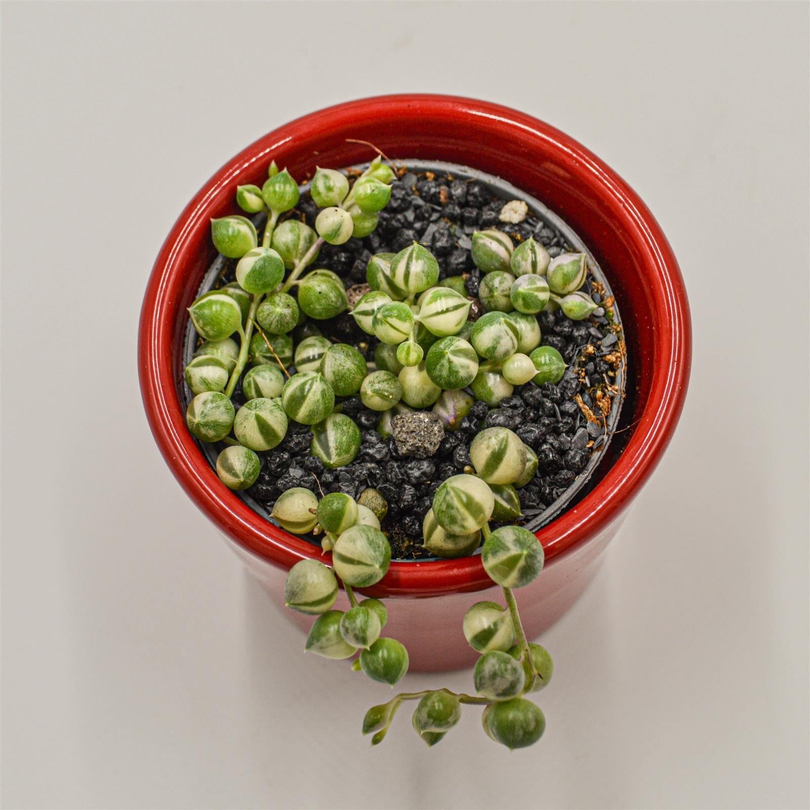 pasiora-senecio-rowleyanus-variegata-erbsenpflanze-6cm image 3