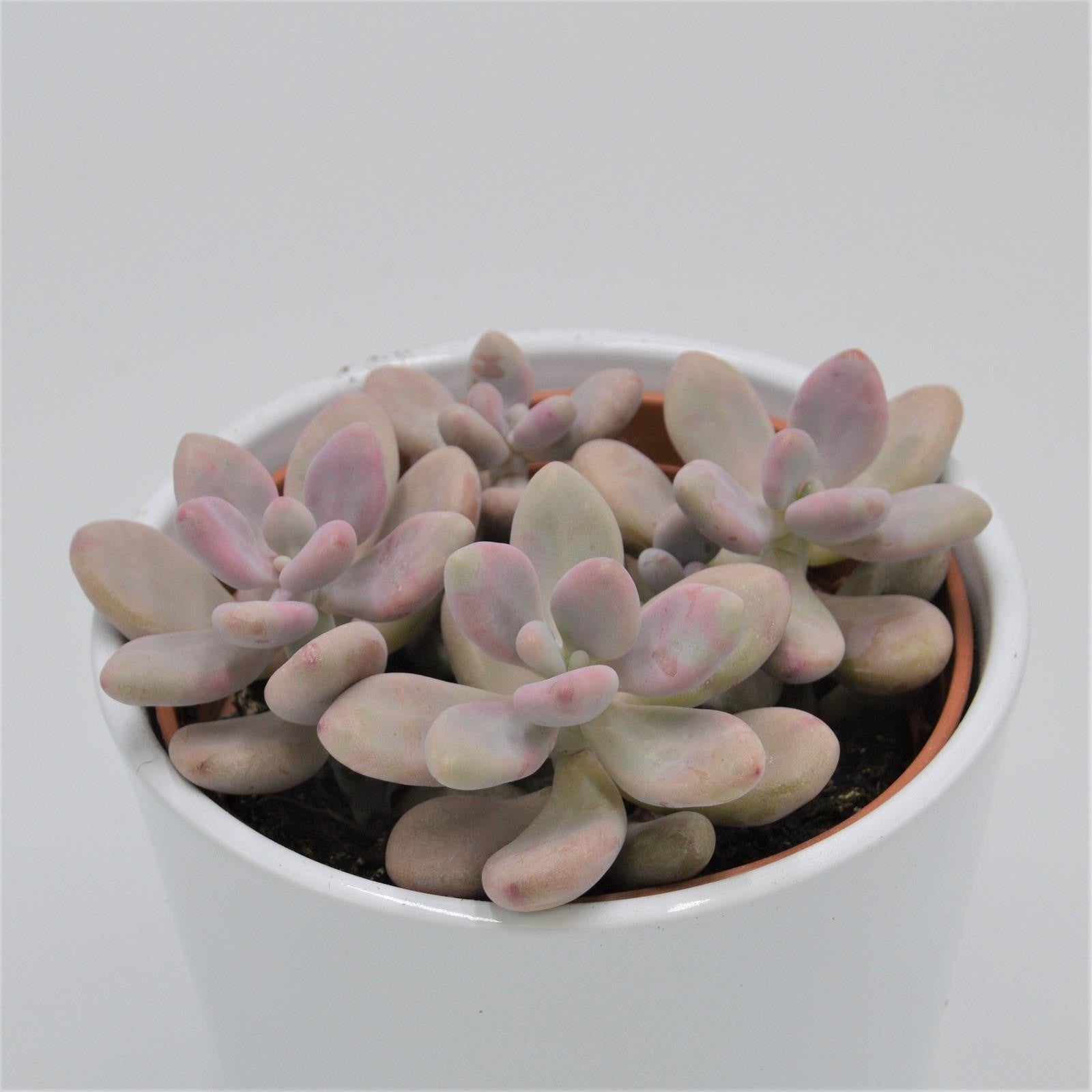 pasiora-pachyphytum-oviferum-pink-moonstones-sukkulente-12cm-topf image 2