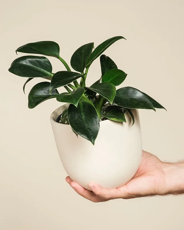 feey-philodendron-imperial-green-zimmerpflanze-baumfreund image 1
