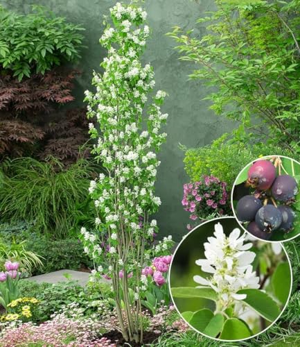 baldur-garten-felsenbirne-amelanchier-obelisk-s-ulen-obstpflanze-im-3-liter-topf image 5
