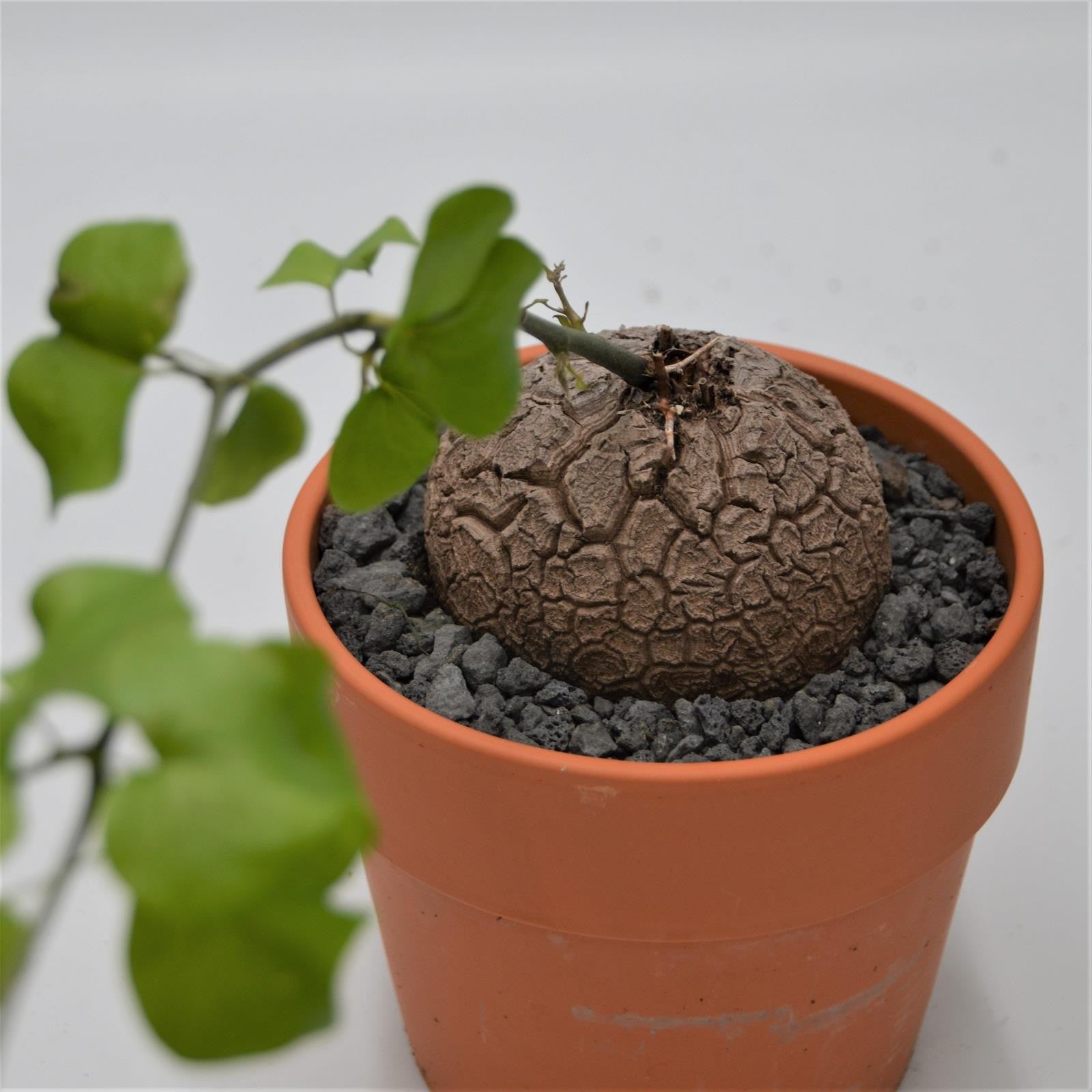 pasiora-dioscorea-elephantipes-caudex-15cm-im-tontopf image 1