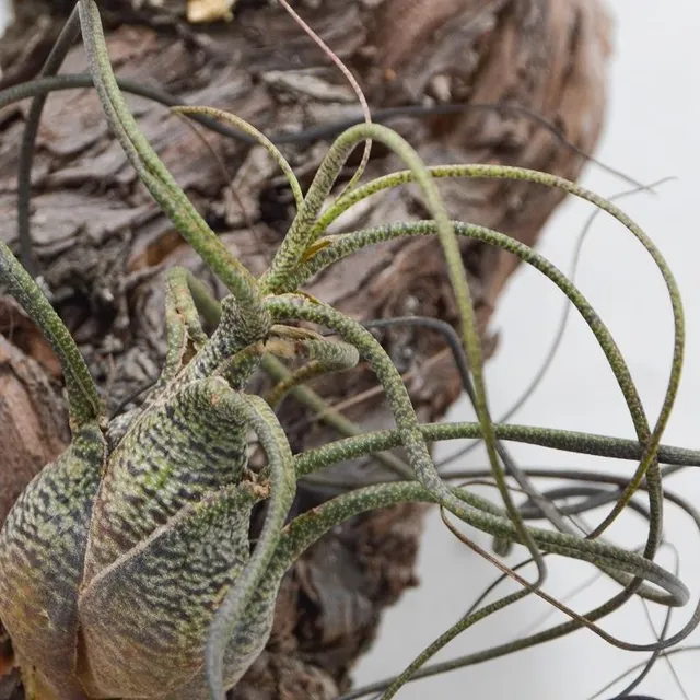 pasiora-tillandsia-butzii-luftnelke-bromelie image 1
