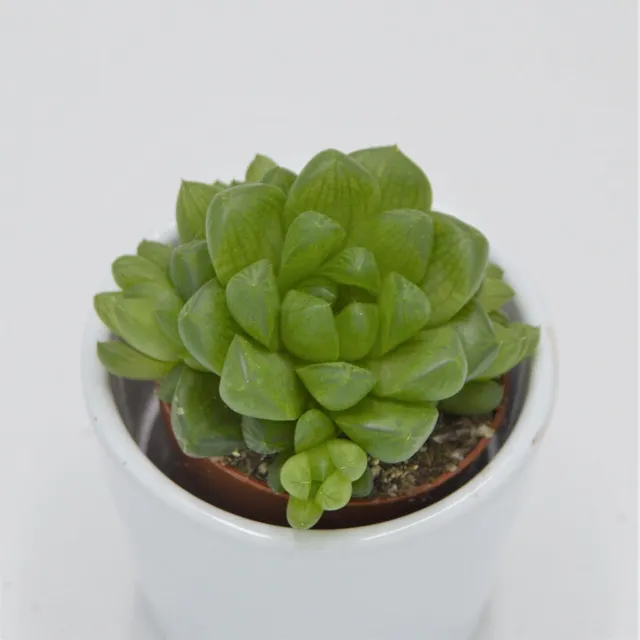 pasiora-haworthia-obtusa-sukkulente-5-5cm-topf image 1