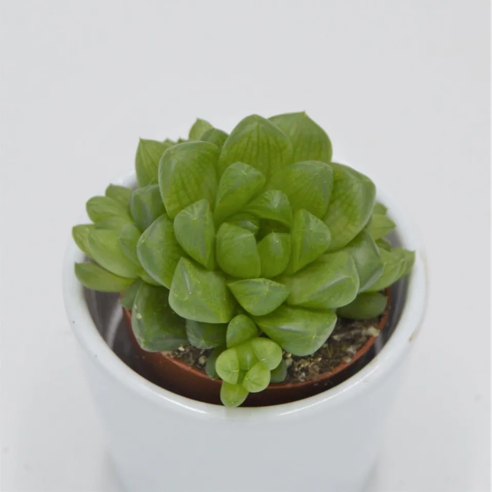 pasiora-haworthia-obtusa-sukkulente-5-5cm-topf image 1