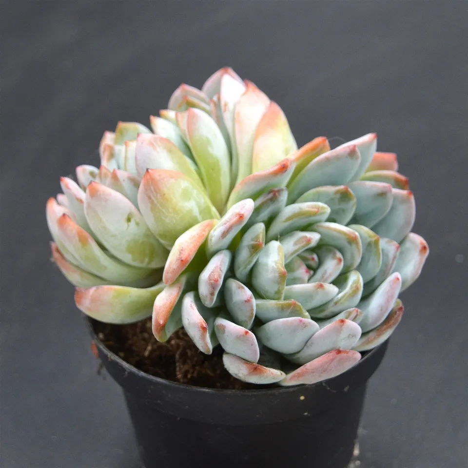 pasiora-echeveria-ariel-double-head-sukkulente-doppelkopf image 1