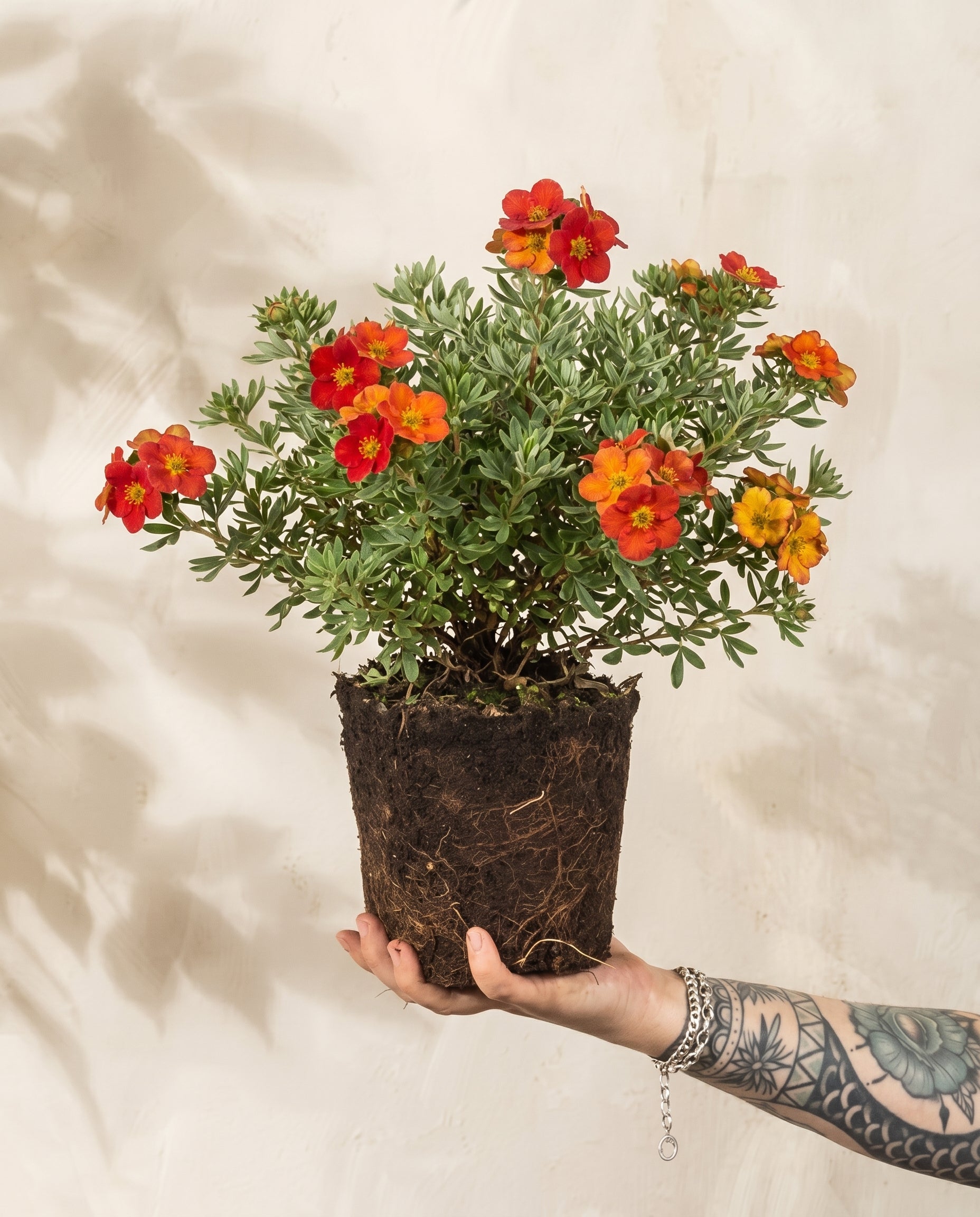 feey-roter-fingerstrauch-potentilla-fruticosa-red-ace-au-enpflanze image 1