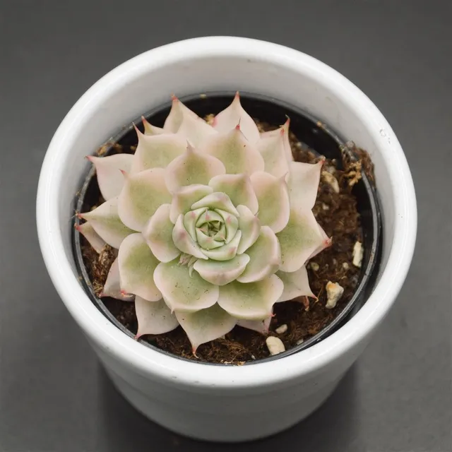 pasiora-echeveria-halbingeri-f-variegata-6-cm image 1
