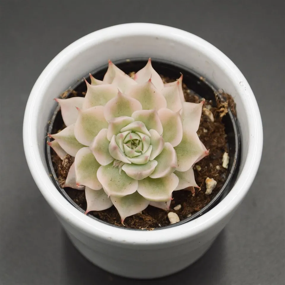 pasiora-echeveria-halbingeri-f-variegata-6-cm image 1
