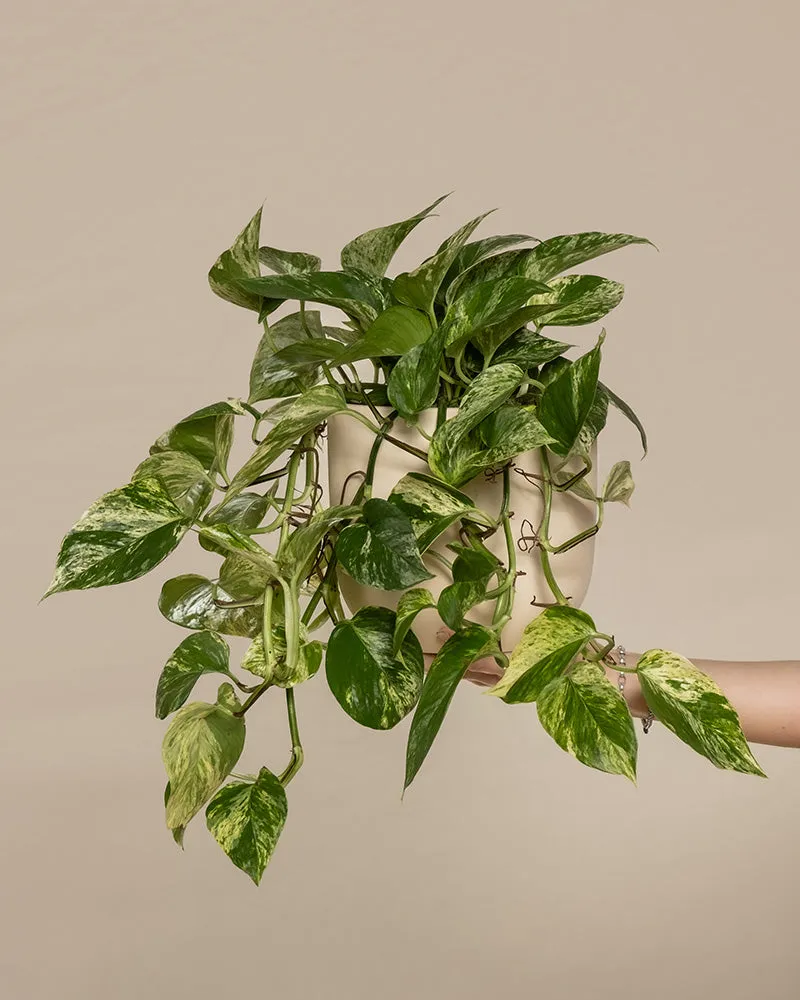 feey-gro-e-efeutute-marble-queen-h-ngepflanze image 1