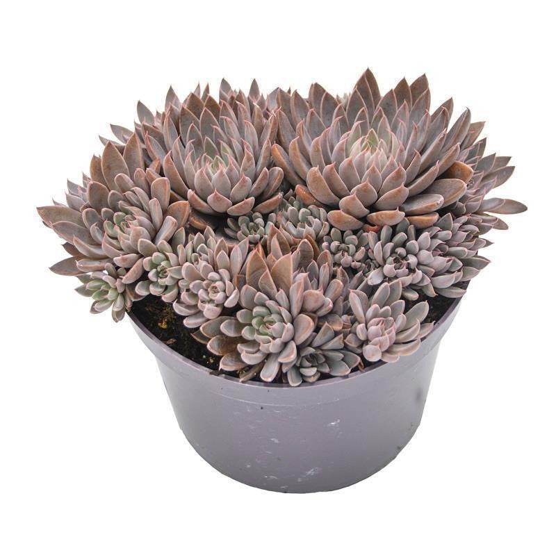 pasiora-graptopetalum-rusbyi-sukkulente-10-5cm image 2