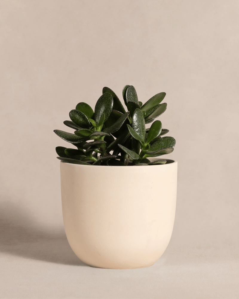 feey-geldbaum-crassula-ovata-pfennigbaum-gl-cksbaum-klein image 6