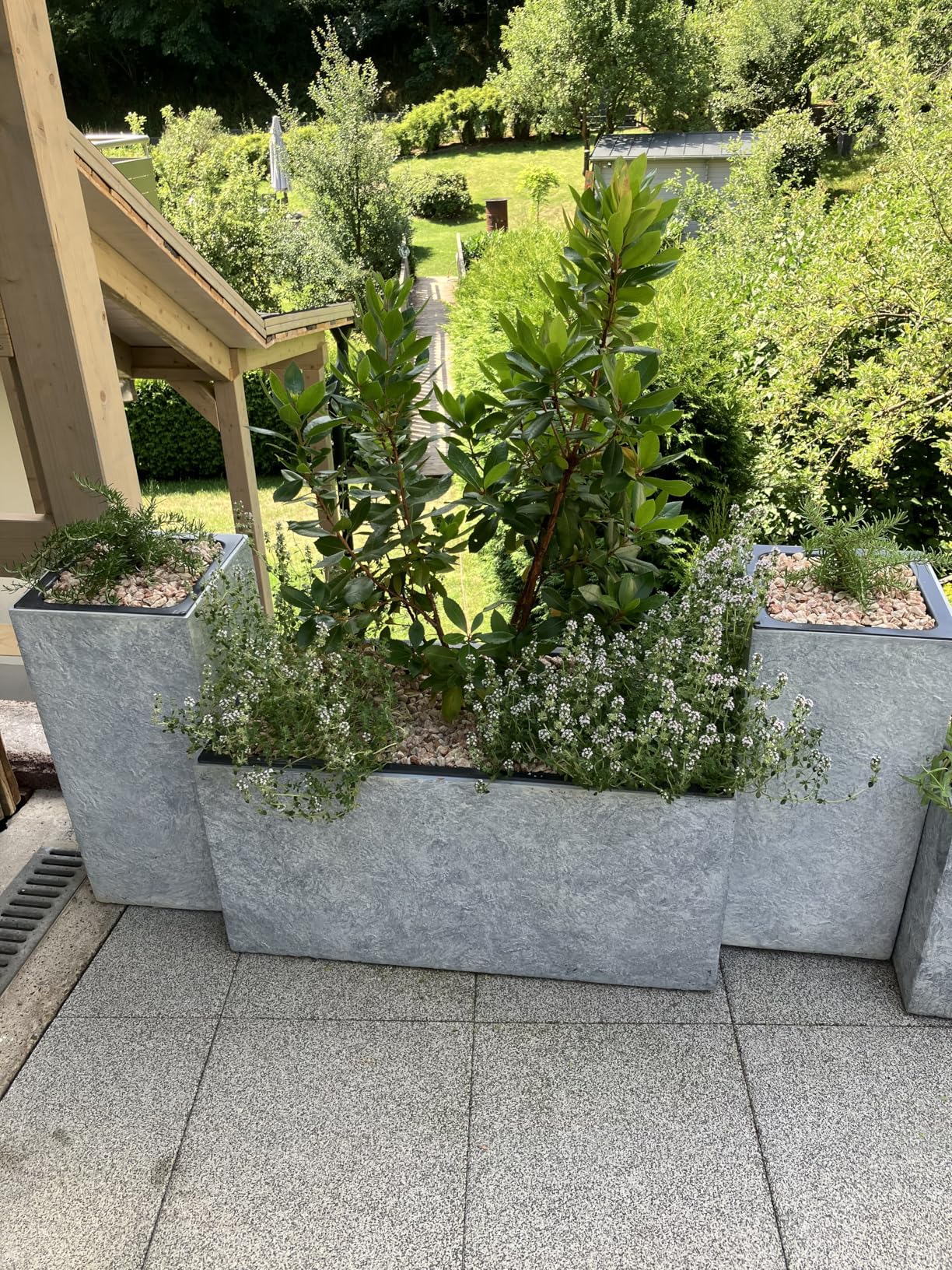 Kräftige Jungpflanzen