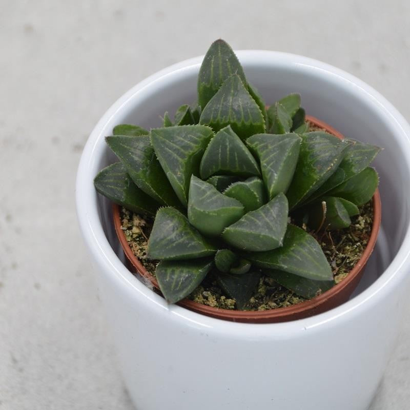 pasiora-haworthia-retusa-fenstersukkulente-6cm-topf image 1