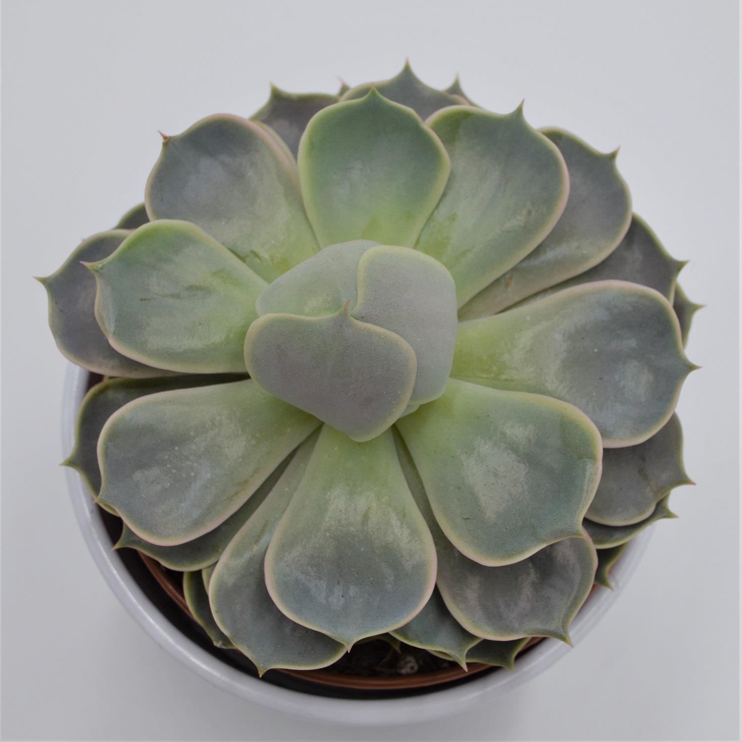 pasiora-echeveria-lotus-12cm-sukkulente image 1