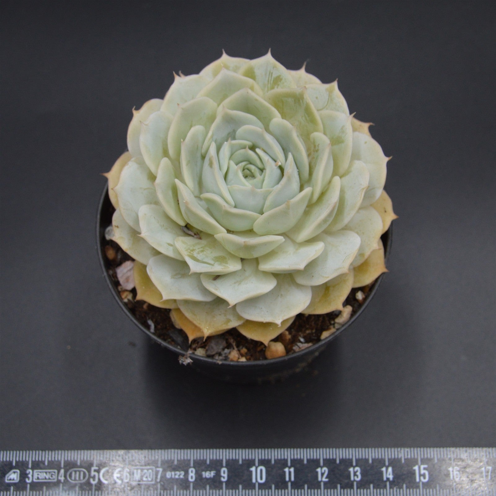 pasiora-echeveria-onslow-rarit-t-einzelst-ck-indoor image 2