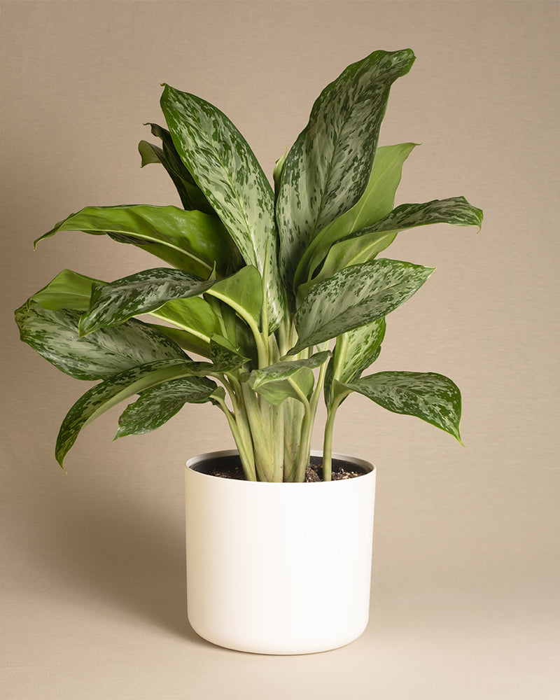 feey-aglaonema-greenlight-zimmerpflanze-50-60-cm image 8