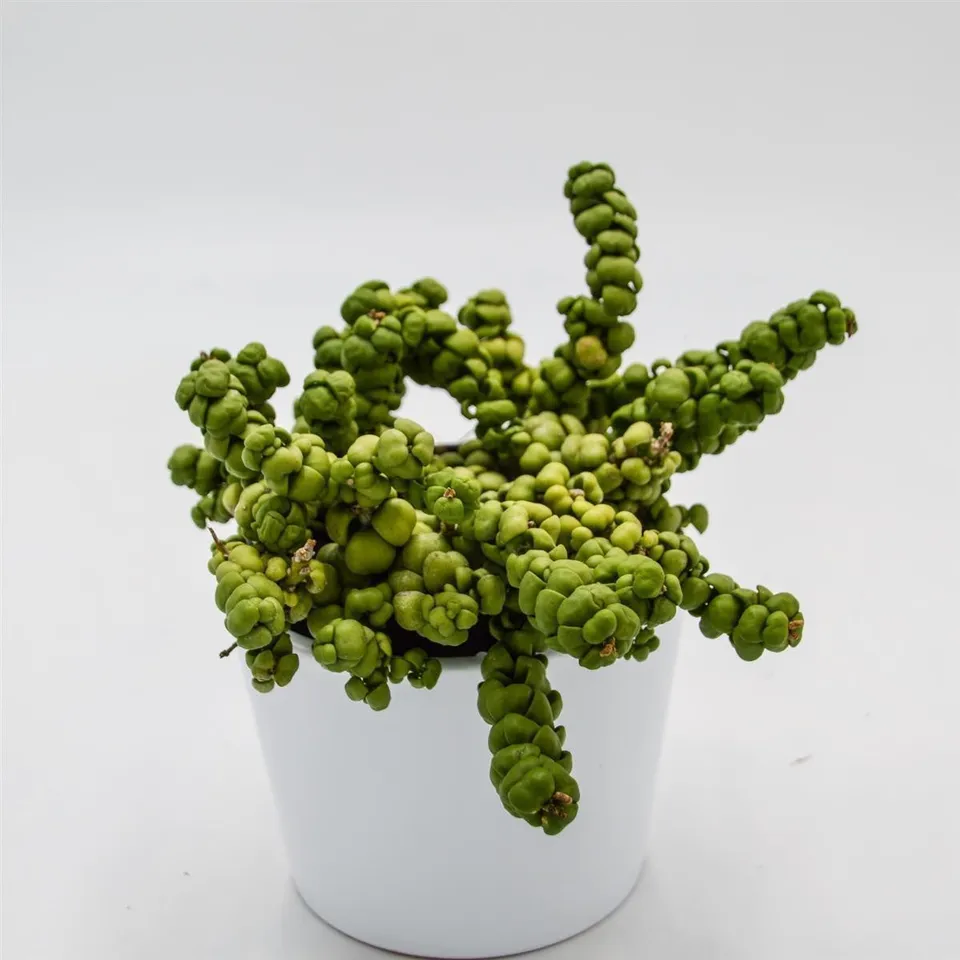 pasiora-dischidia-nummularia-pangolin-kisses-9cm-topf image 1