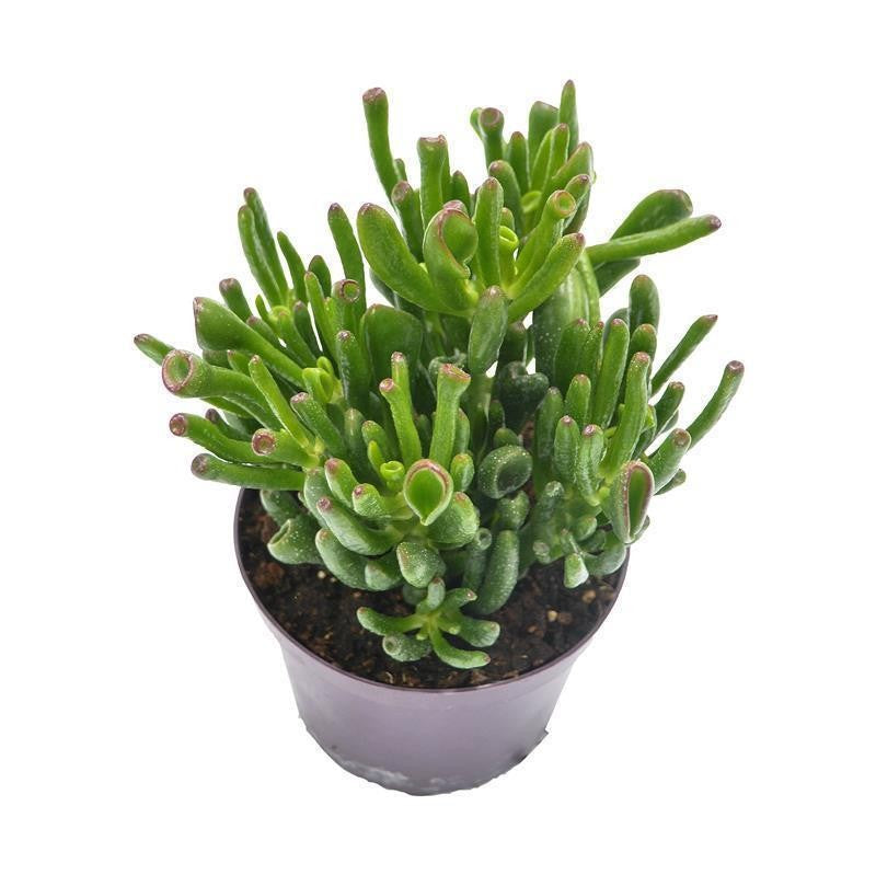 pasiora-crassula-ovata-coral-geldbaum-sukkulente-12cm-topf image 2