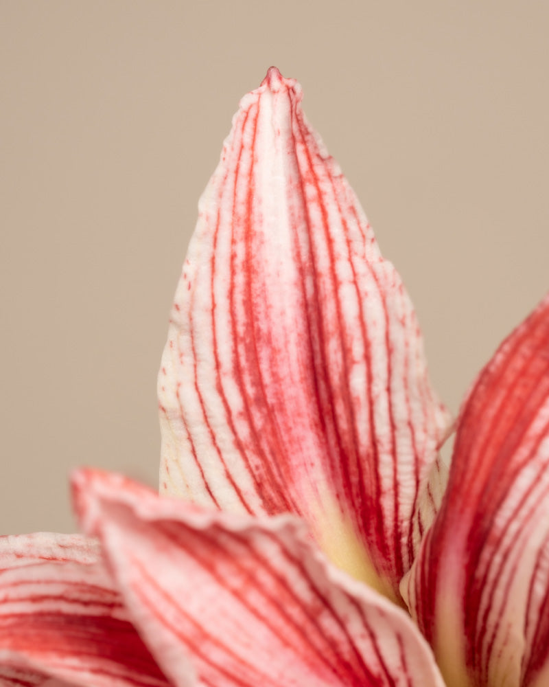 feey-amaryllis-hippeastrum-ritterstern-zwiebel-in-rot-wei-rot-wei image 8