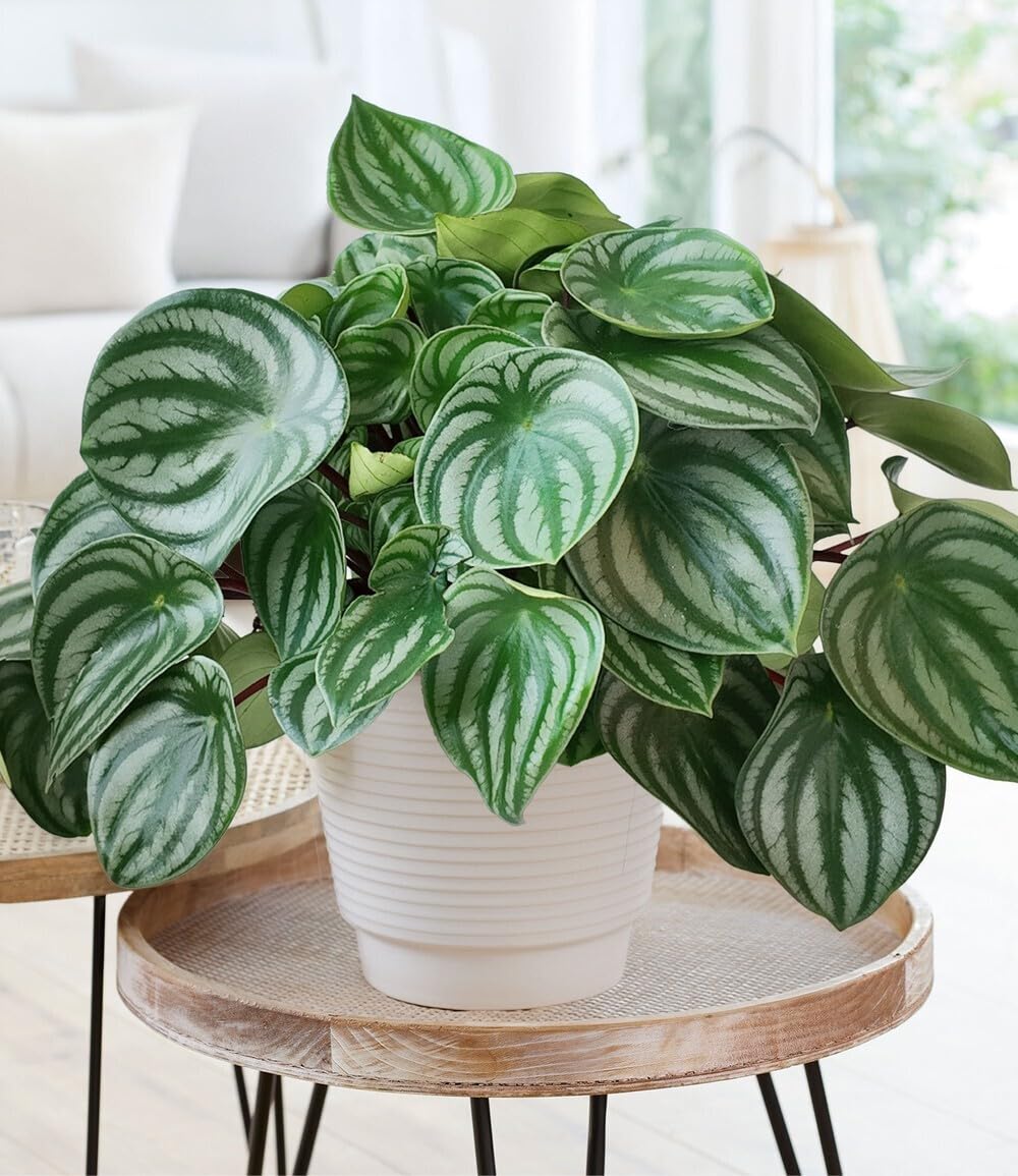 baldur-garten-peperomia-watermelon-17-cm-topf image 1