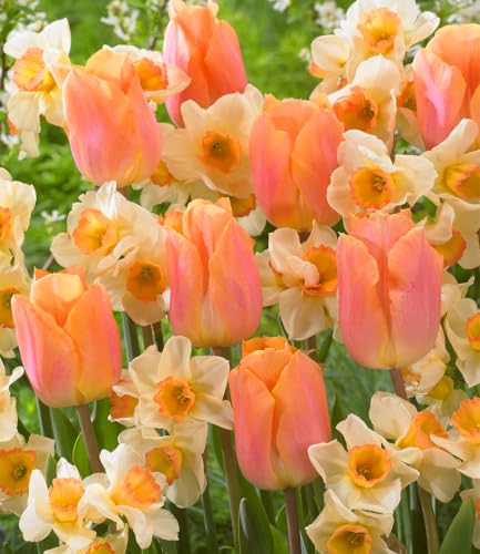 baldur-garten-8x-blumenzwiebel-mix-lovely-lingerie-tulpen-narzissen image 2