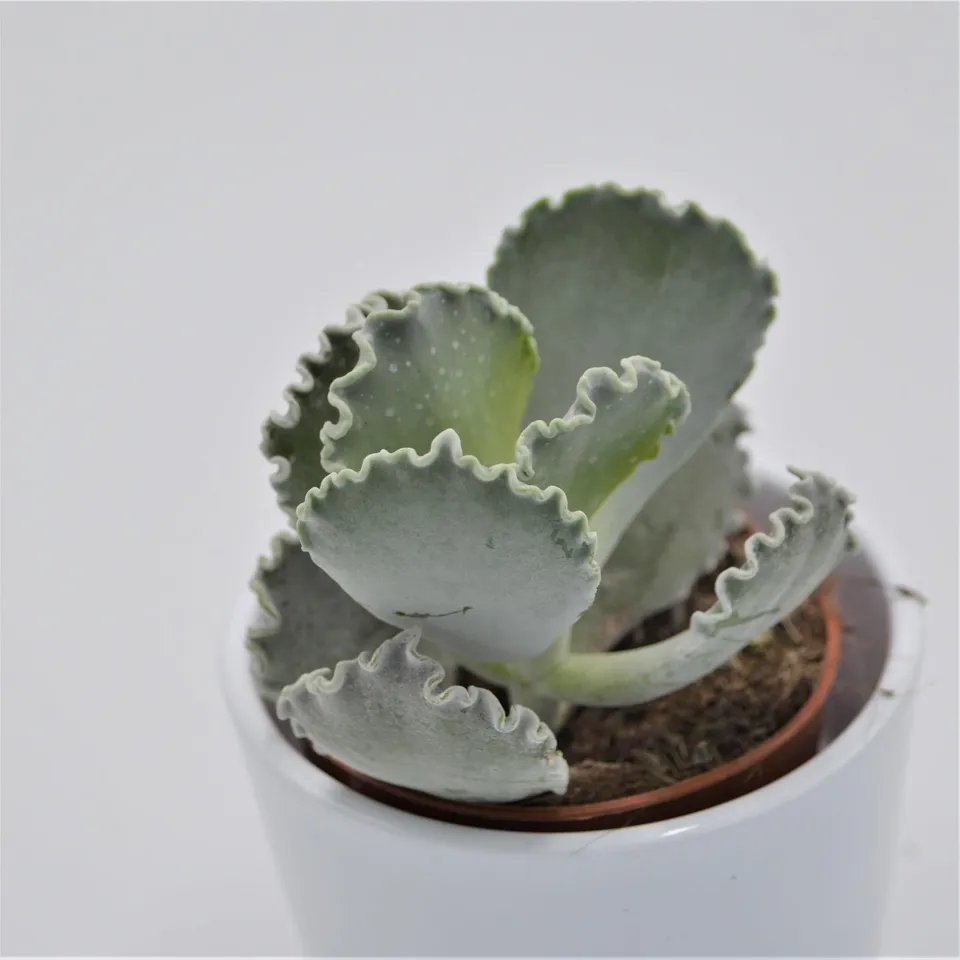 pasiora-cotyledon-undulata-silver-ruffles-sukkulente-8-5cm image 1