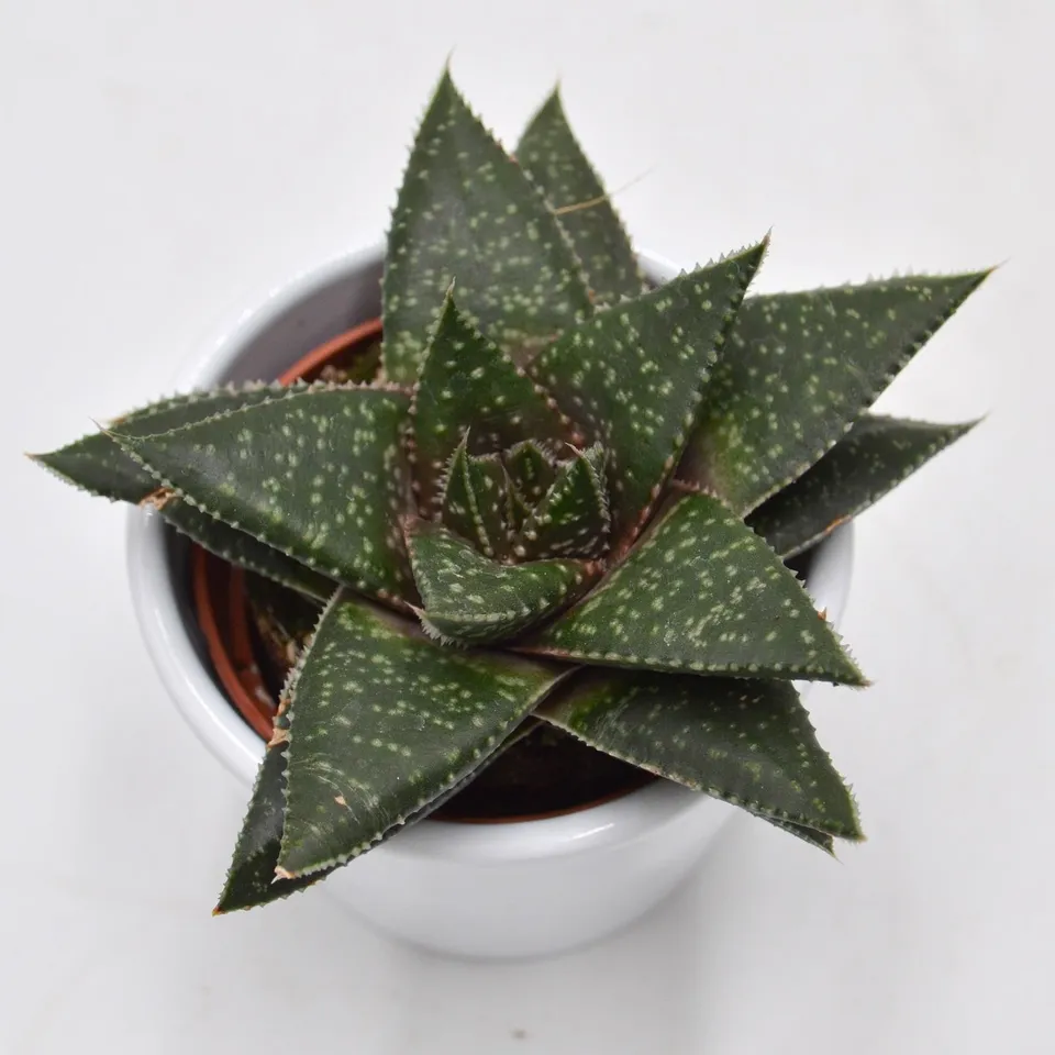 pasiora-gasteria-hippo-sukkulente-6cm-topf image 1