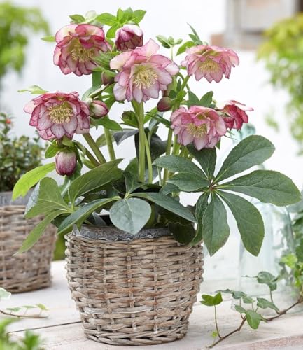 baldur-garten-christrose-double-ellen-picot-e-9x9-cm-topf image 3
