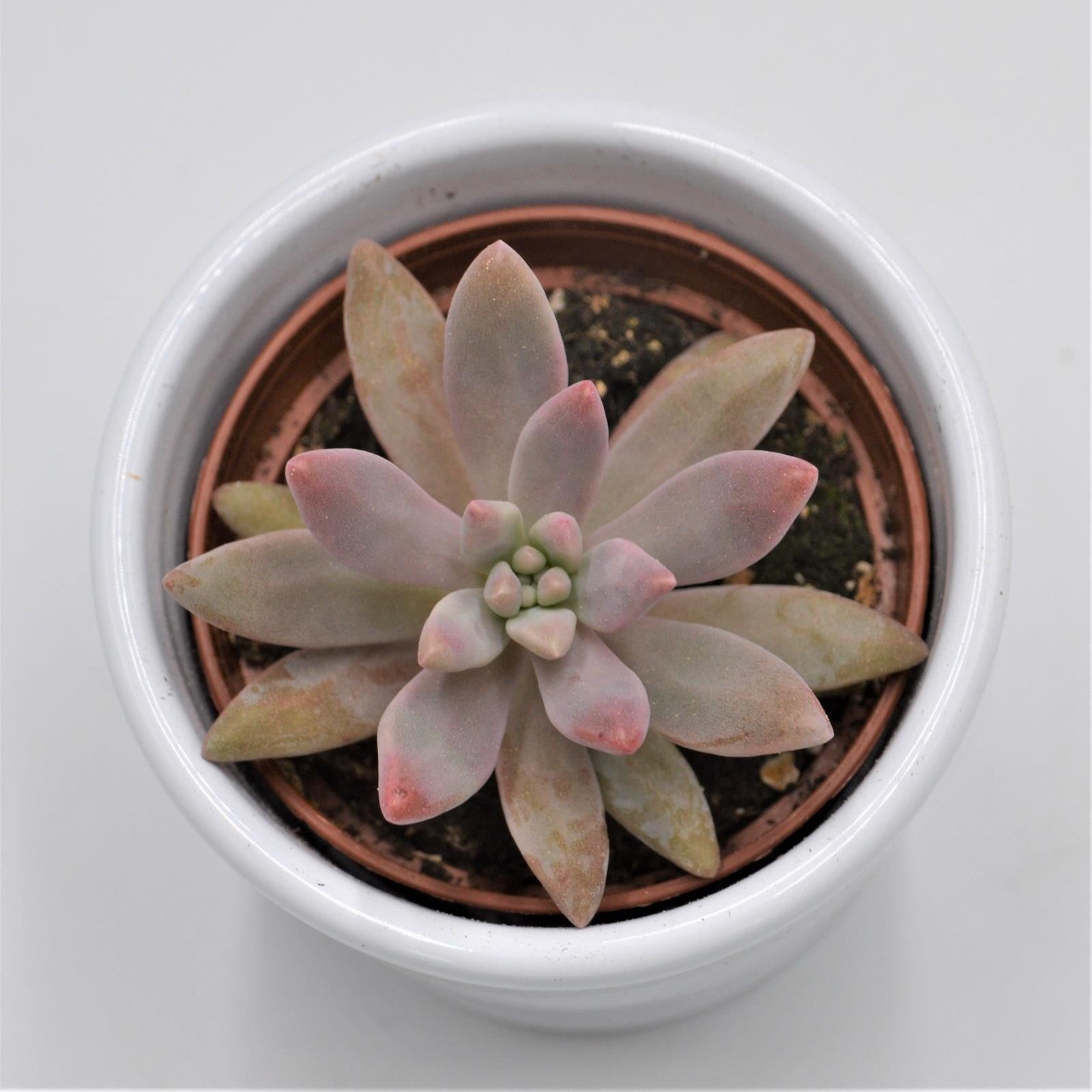 pasiora-graptosedum-darley-sunshine-sukkulente-6cm-topf image 1