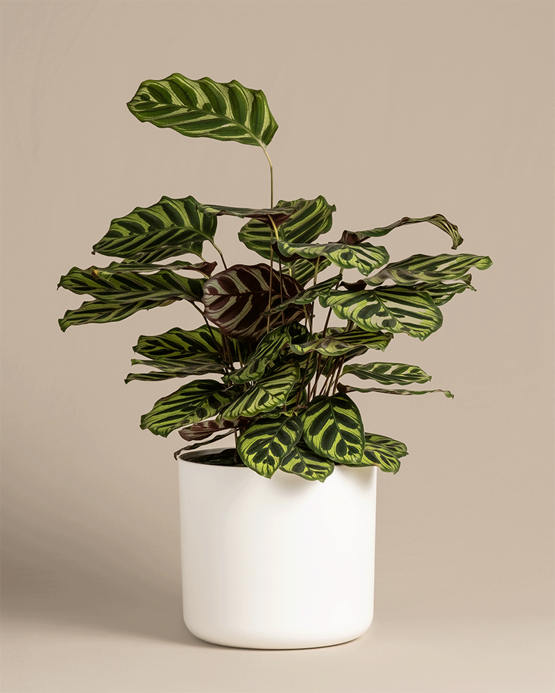 feey-pfauen-korbmarante-calathea-makoyana-zimmerpflanze-gro image 5