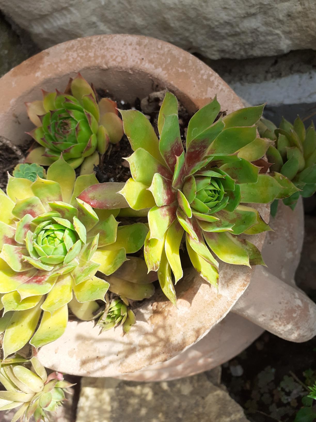 Riesige Rosette!