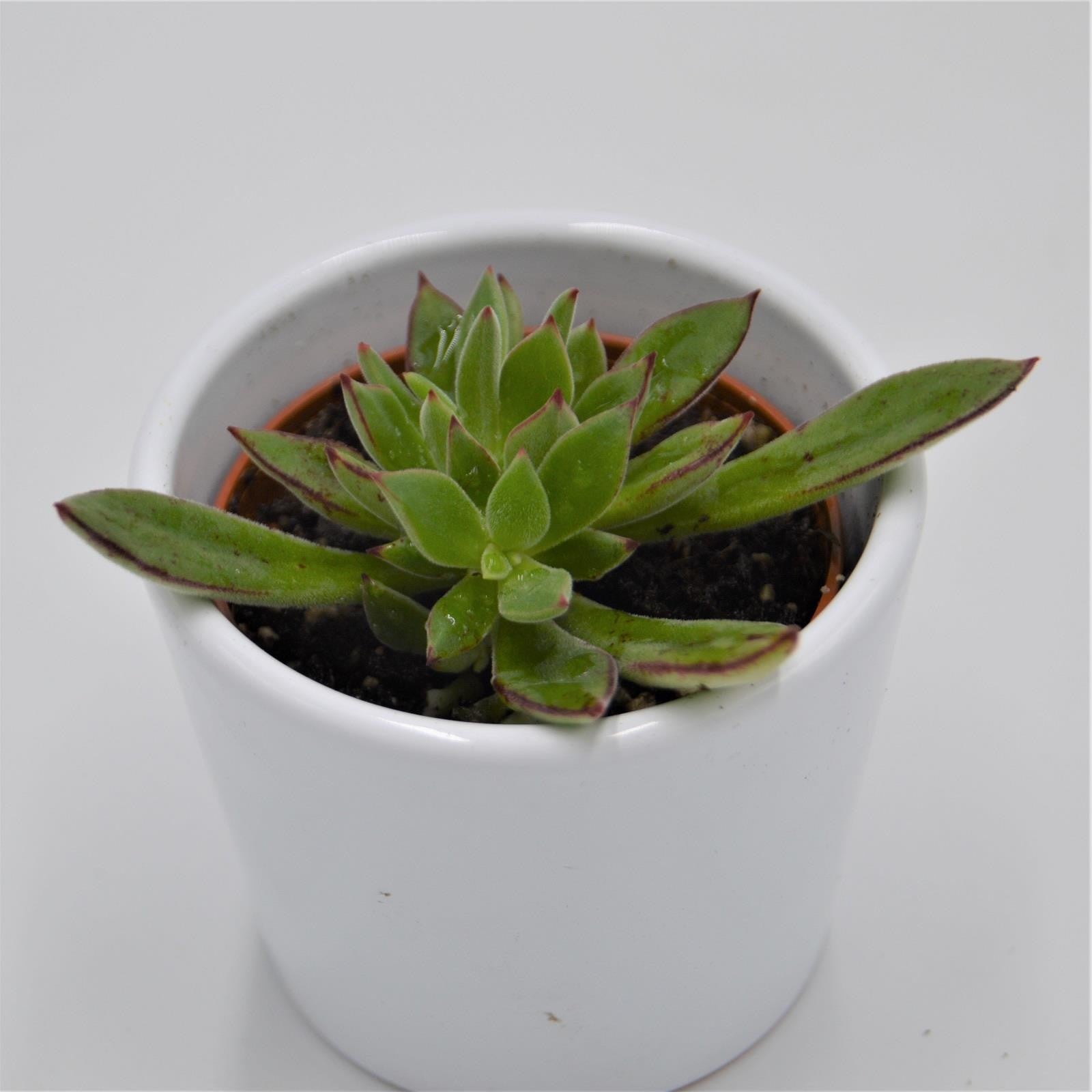 pasiora-echeveria-harmsii-sukkulente-6cm-topf image 1